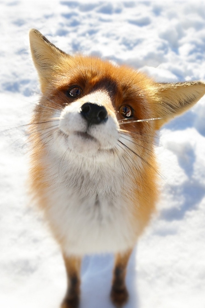 Fox Snow Wallpaper iPhone resolution 720x1080
