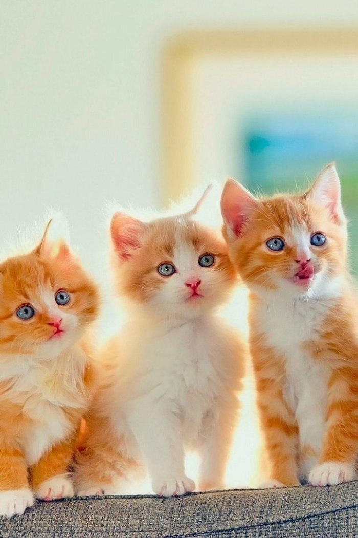 Cute Cat Wallpaper iPhone | 3D iPhone Wallpaper 2023