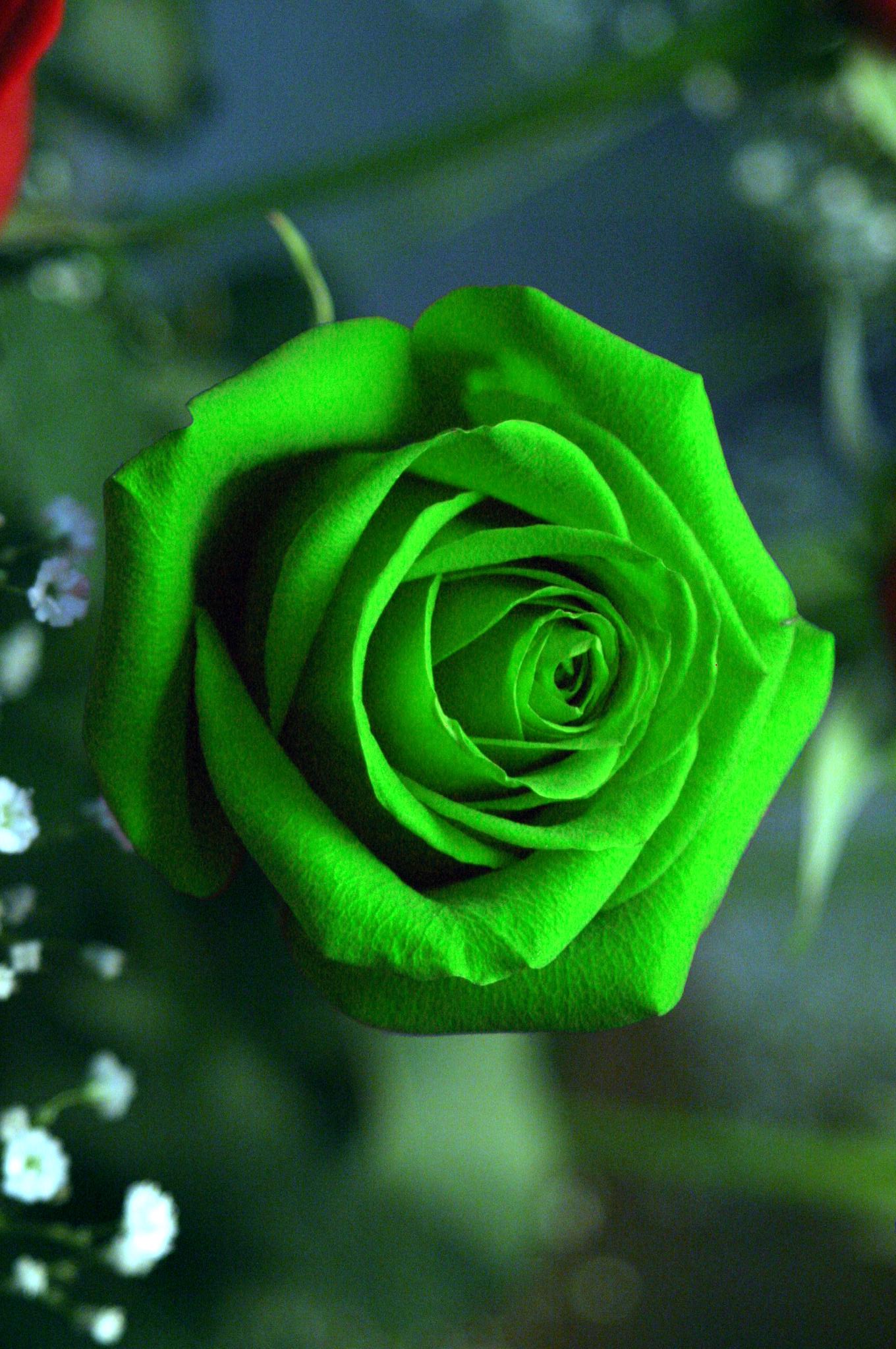 Green Rose Wallpaper iPhone | 2021 3D iPhone Wallpaper