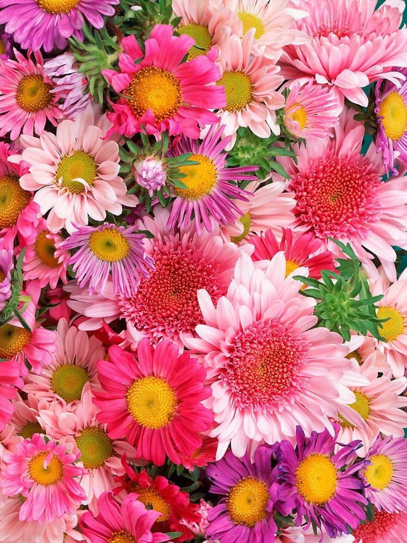 HD Flowers Wallpaper iPhone