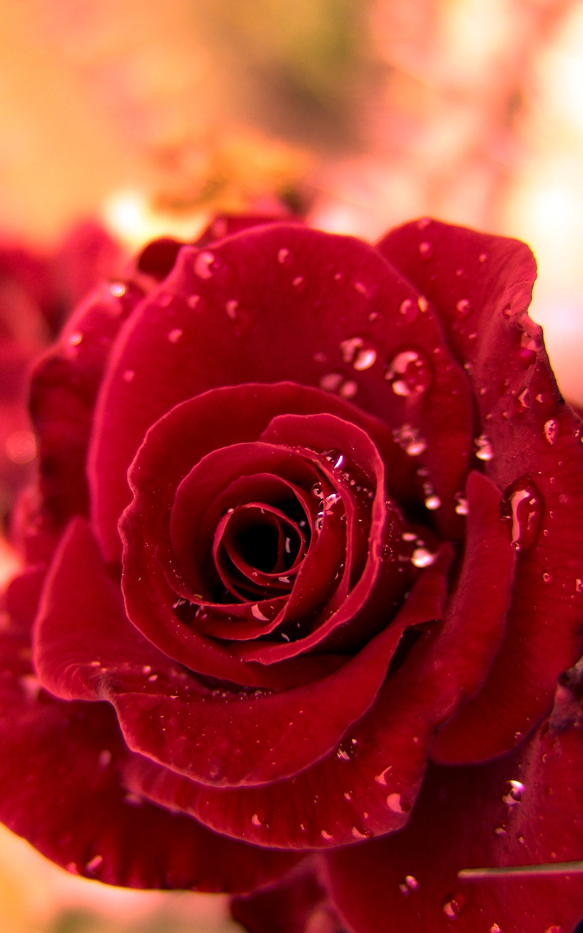 HD Red Rose Wallpaper iPhone resolution 1200x1920