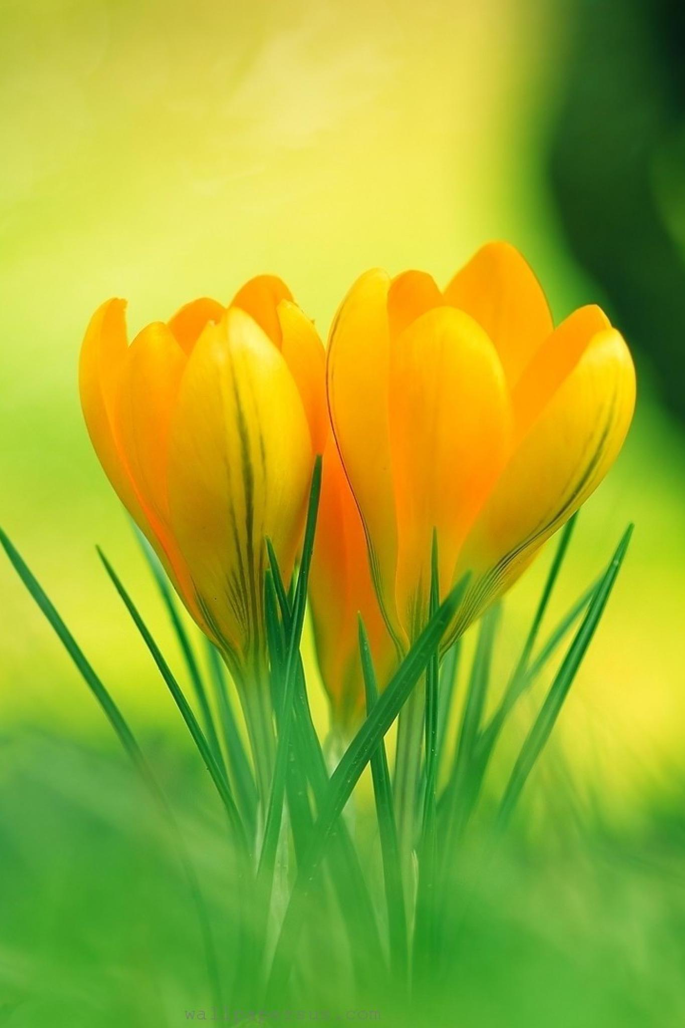 HD Wallpaper Yellow Flower