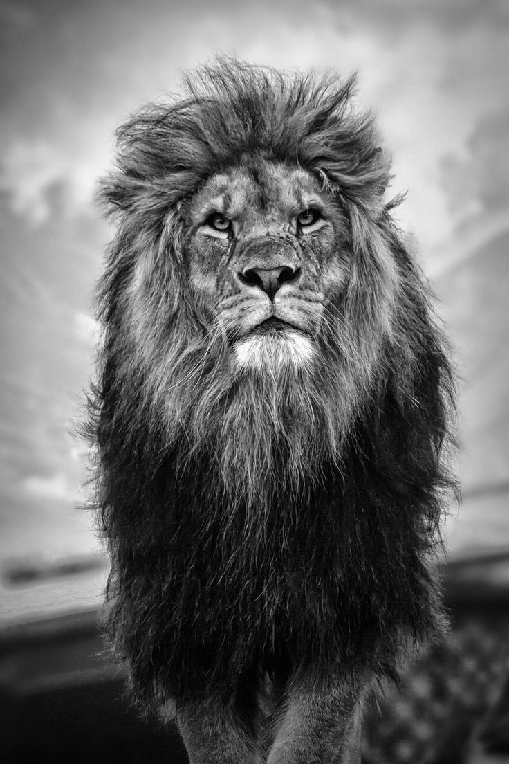 hd wallpaper iphone king lion 2020 3d iphone wallpaper hd wallpaper iphone king lion 2020 3d