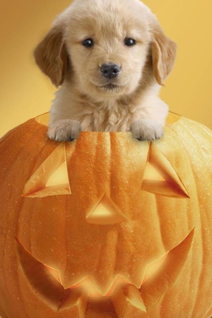 Halloween Dog Pumpkin Wallpaper iPhone