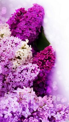 Lavender Flowers iPhone Wallpaper