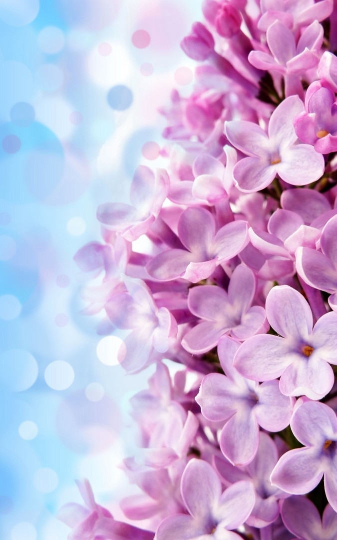 Lilac Flower Wallpaper iPhone