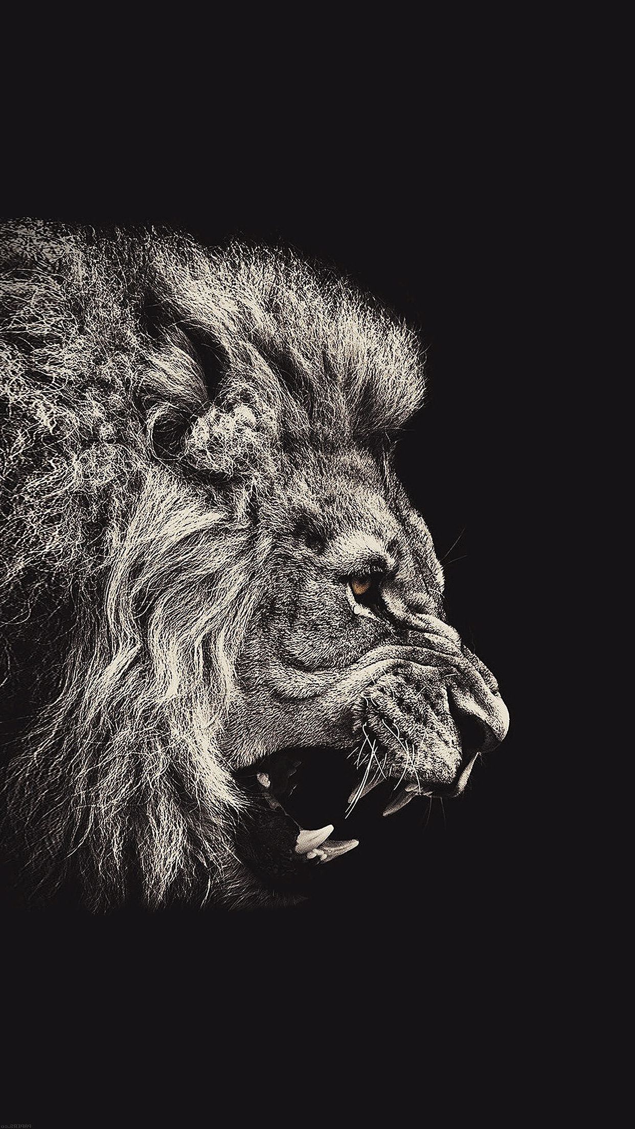 Lion Wallpaper Iphone 7