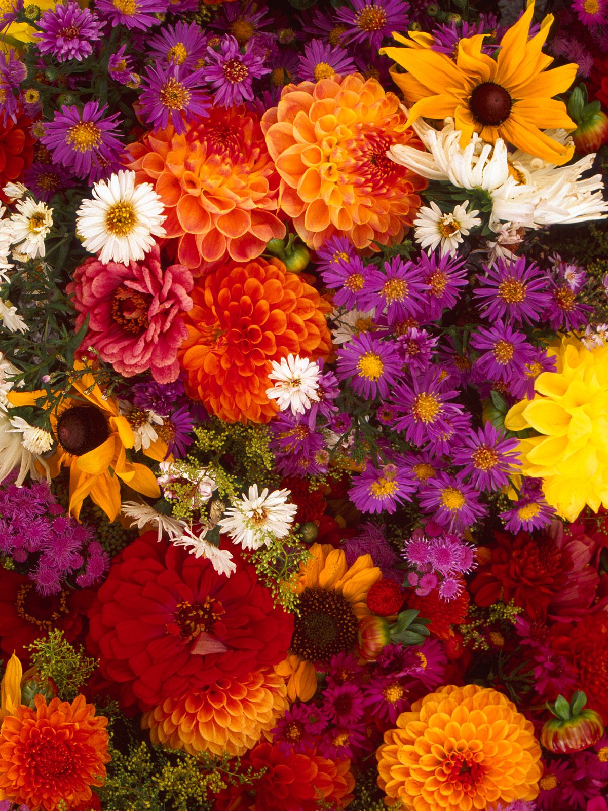 Medley Spring Flower Wallpaper iPhone resolution 1200x1600