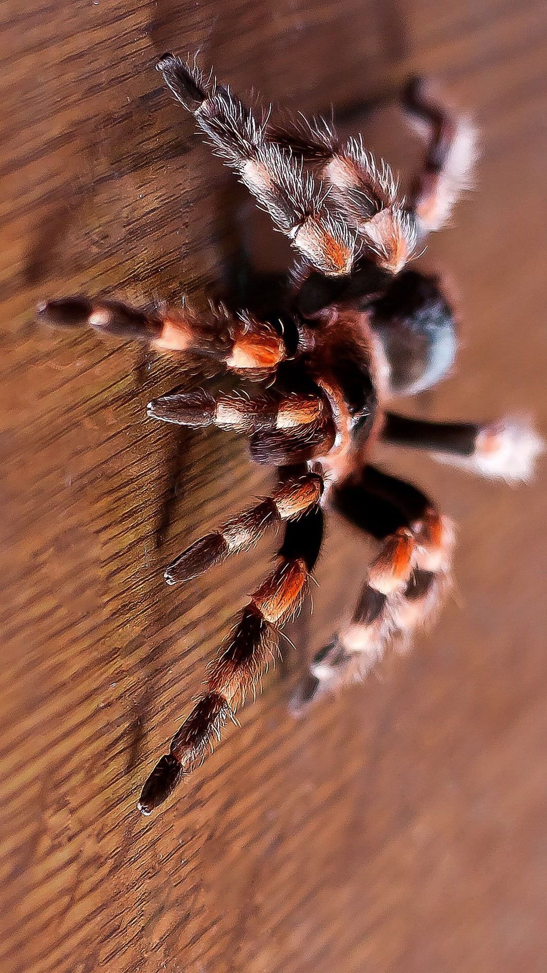 Best Spider Wallpaper iPhone resolution 1080x1920