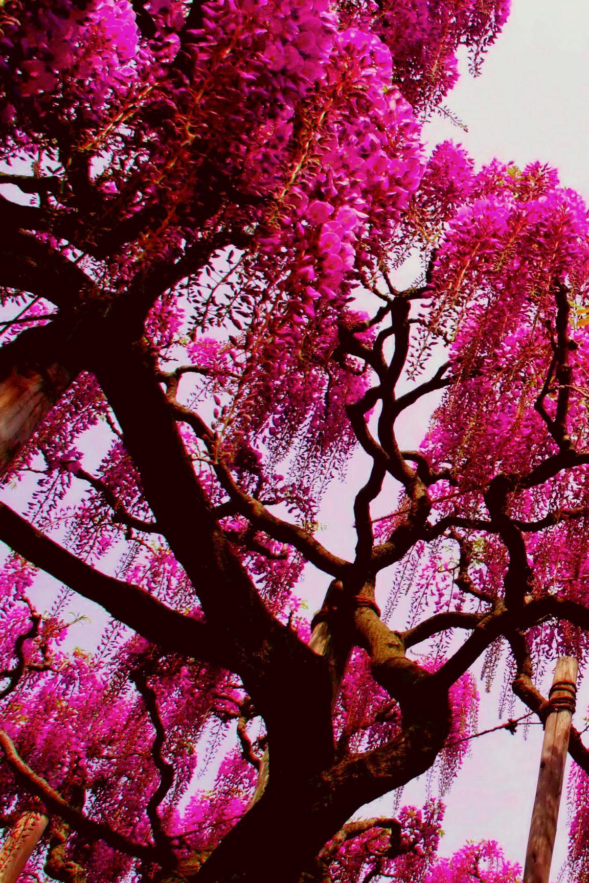 Pink Nature Tree Wallpaper iPhone