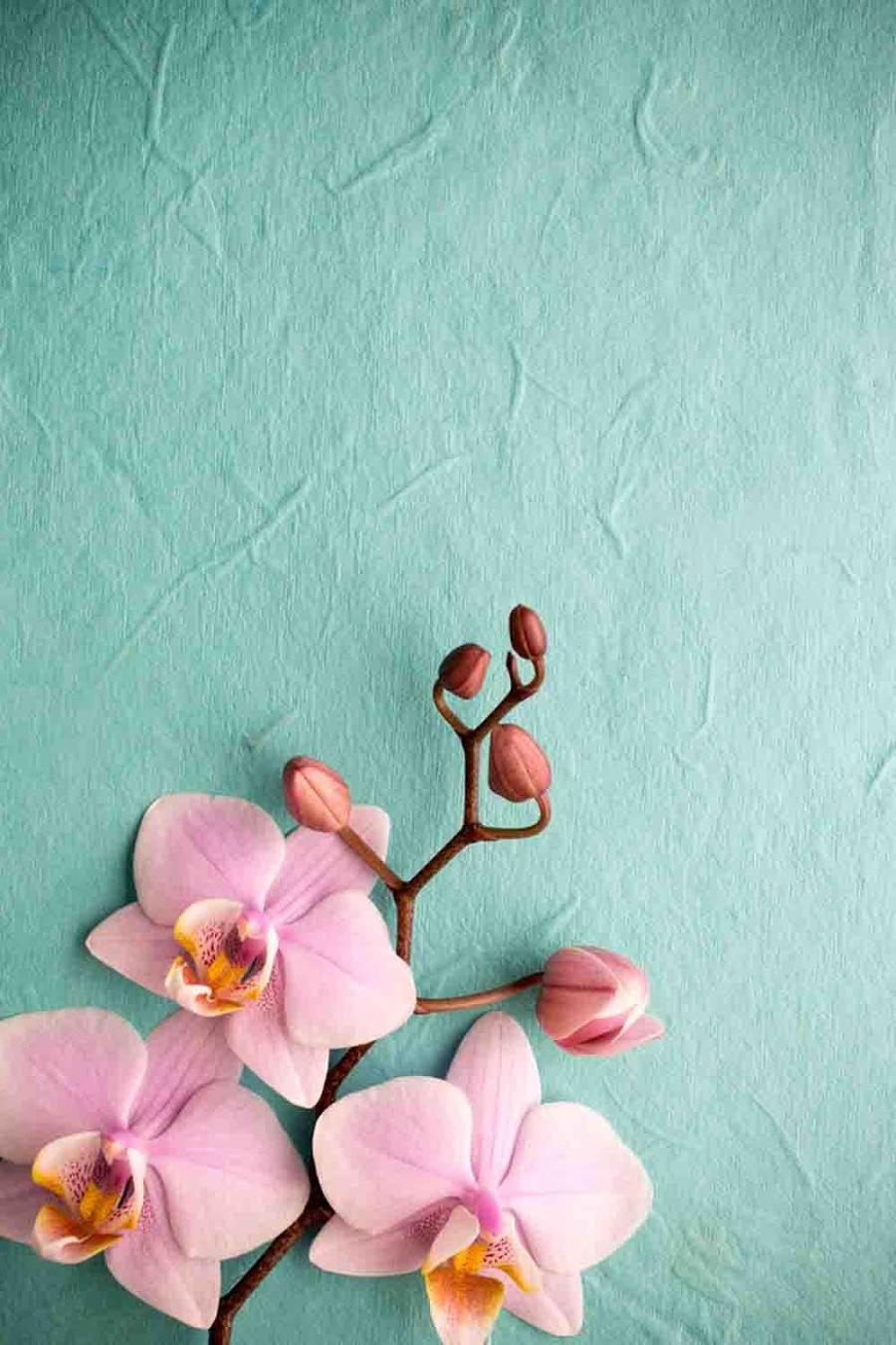 Pink Orchid Wallpaper iPhone resolution 900x1350