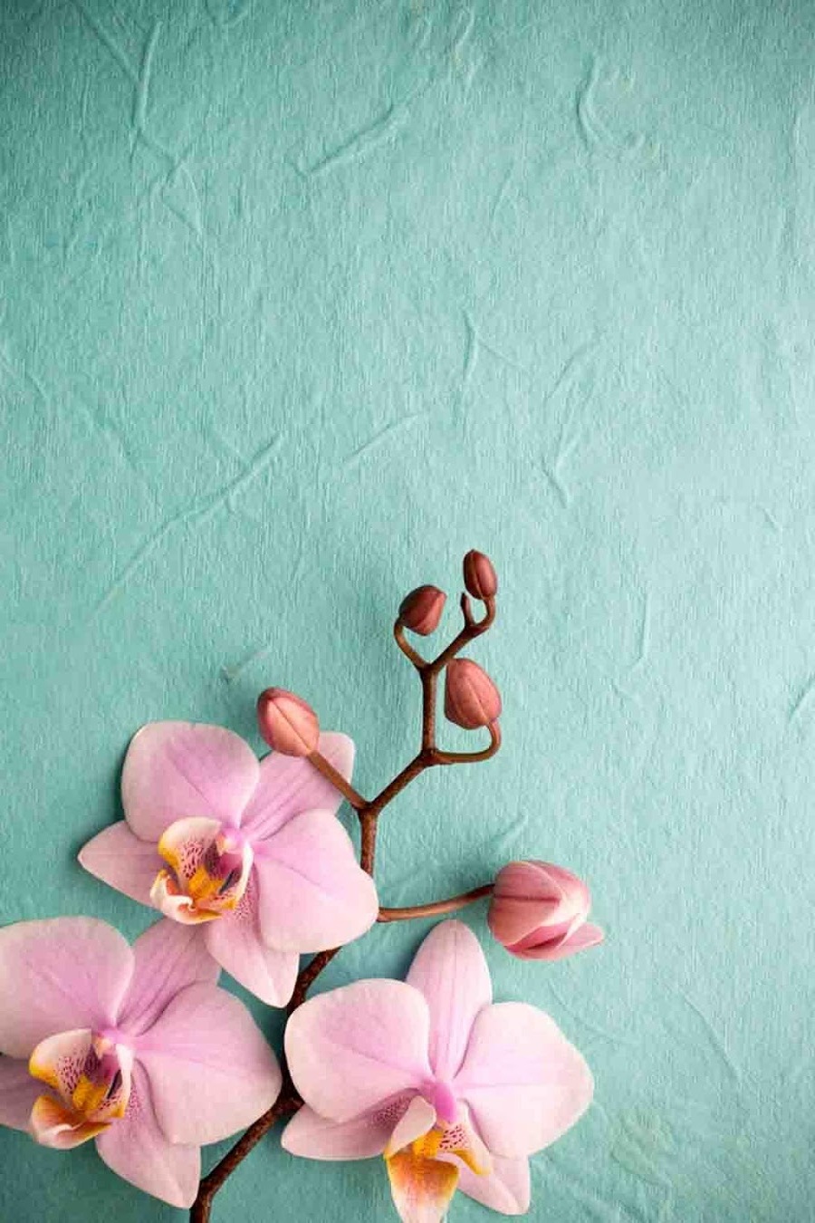 Pink Orchid Wallpaper iPhone | 3D iPhone Wallpaper 2023