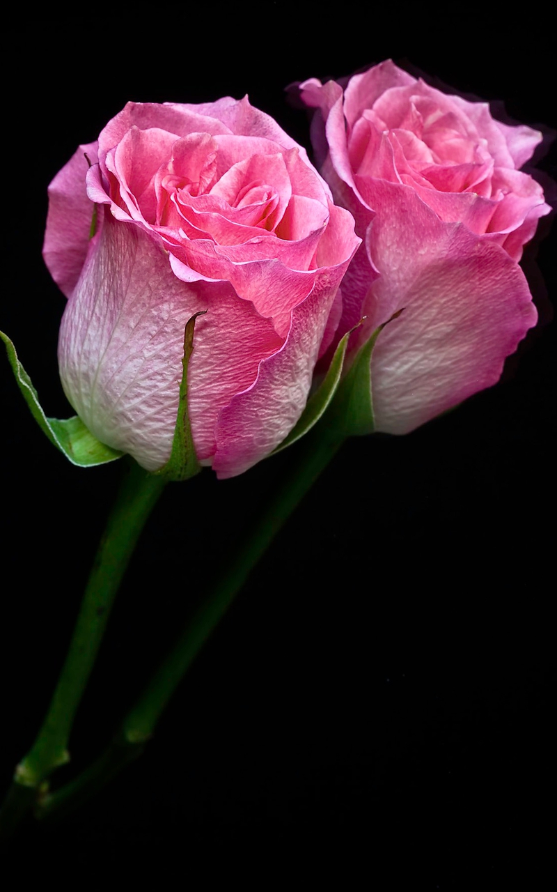 HD Pink Rose Wallpaper iPhone resolution 800x1280