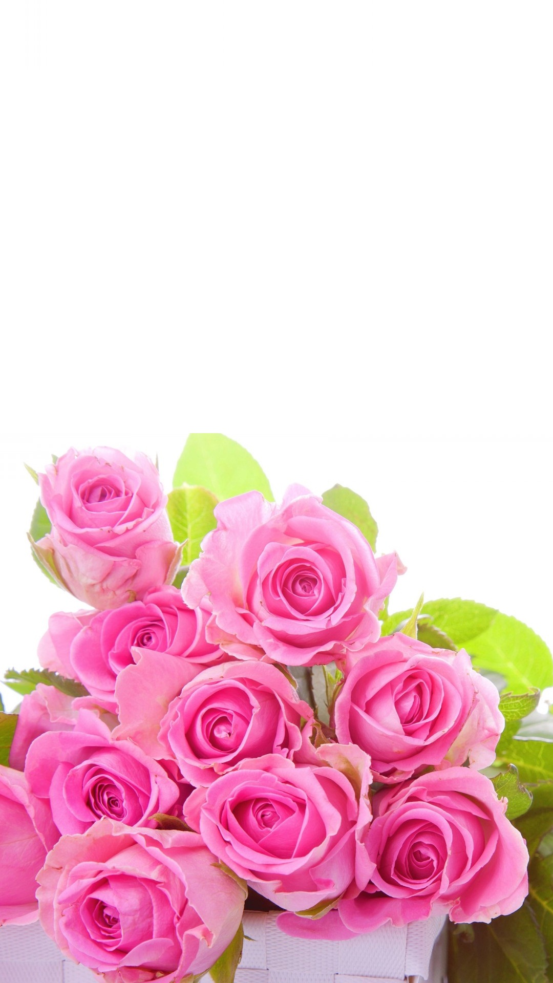 Pink roses Flower Wallpaper For iPhone