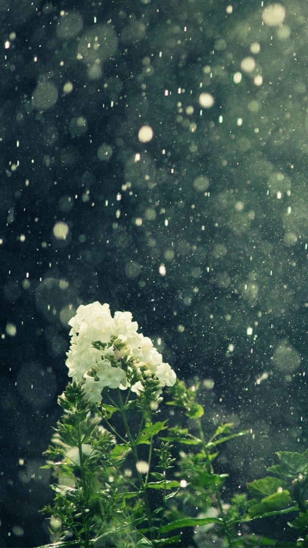 Rain Flower iPhone Wallpaper