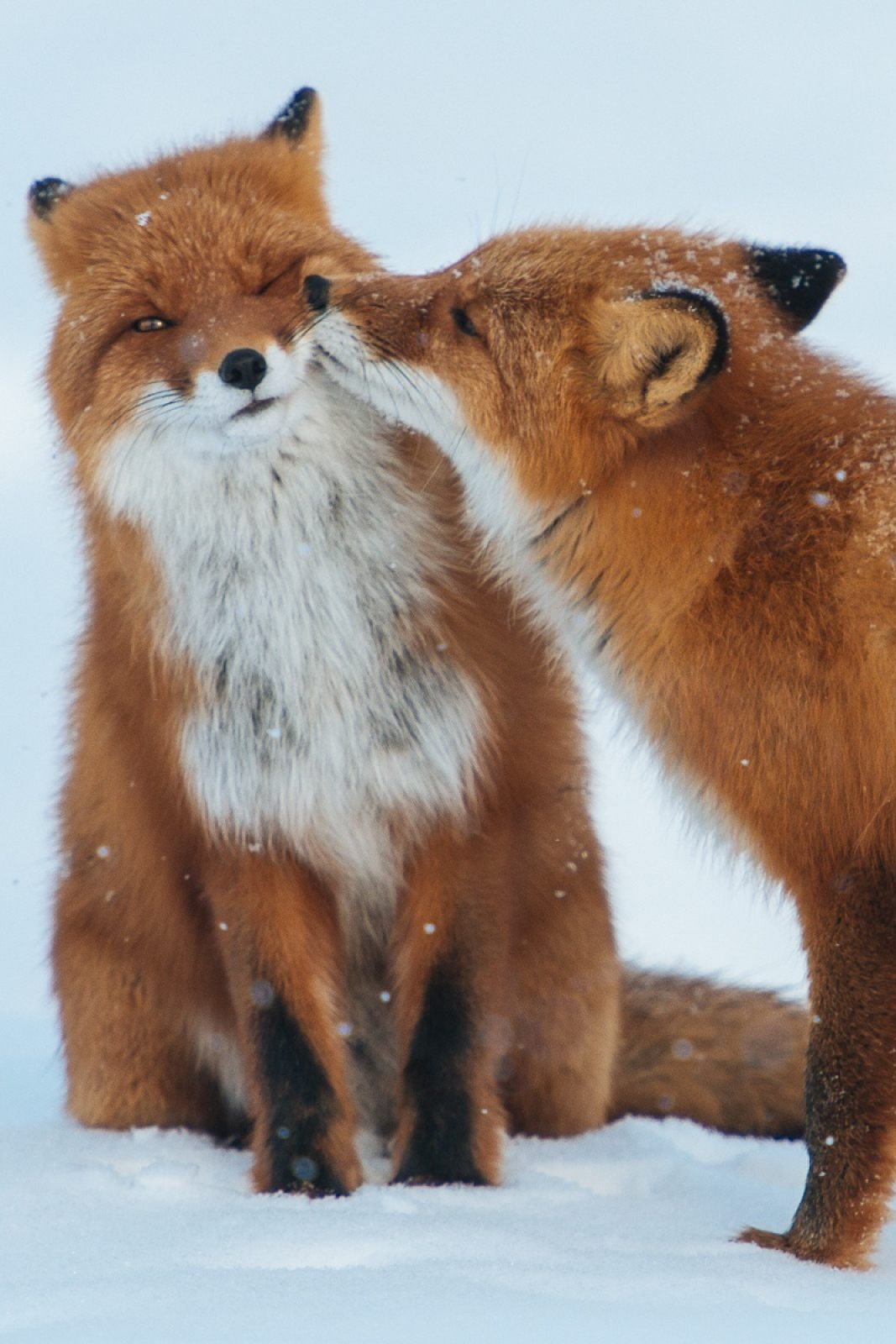 Red Fox Romantic Love Wallpaper iPhone