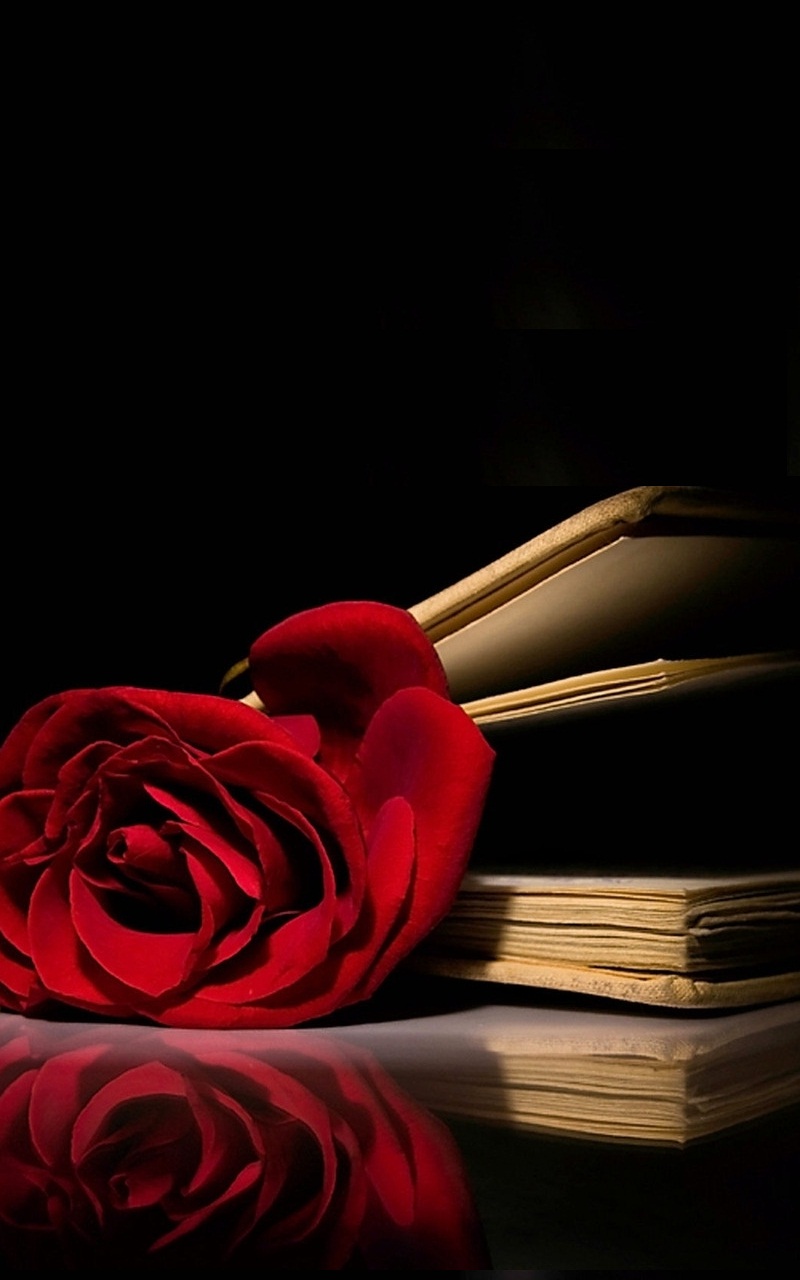 Red Rose Book Wallpaper iPhone resolution 800x1280
