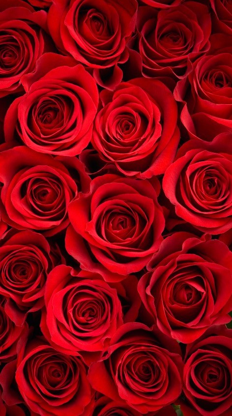 Red Rose Wallpaper iPhone X resolution 472x846