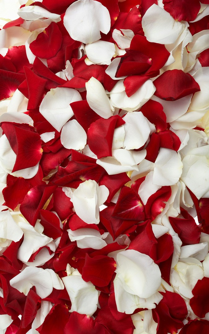 Red White Petal Flowers HD Wallpaper