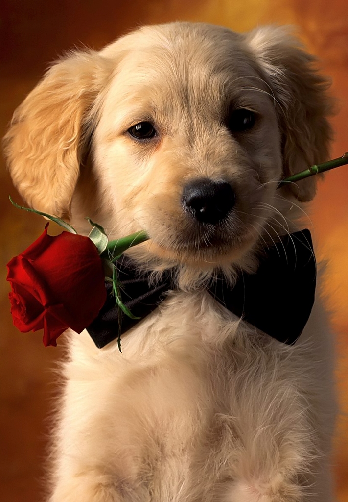 Romantic Dog Red Rose Wallpaper iPhone