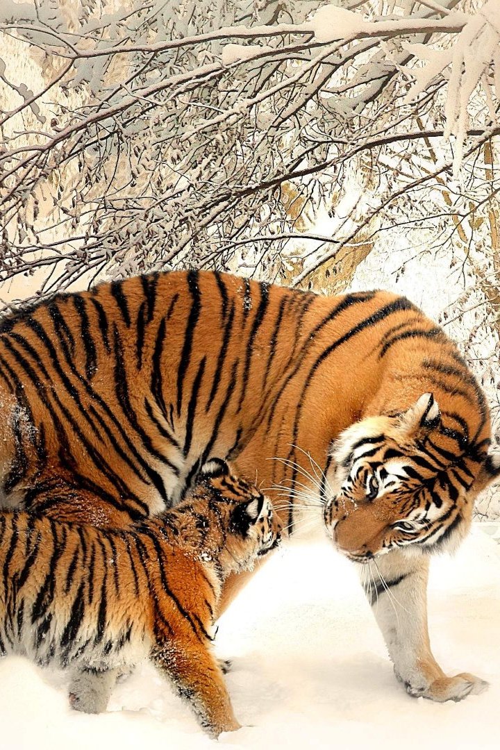 Siberian Tiger Snow Wallpaper iPhone resolution 720x1080