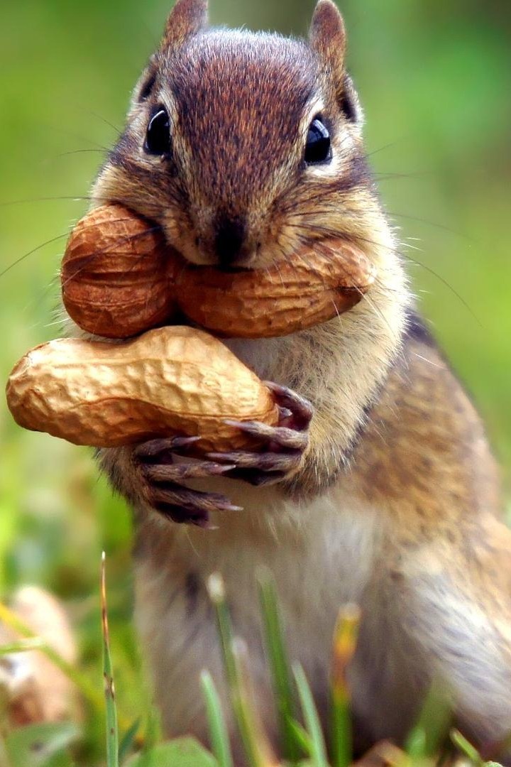 Squirrel Goes Nuts Wallpaper iPhone resolution 720x1080