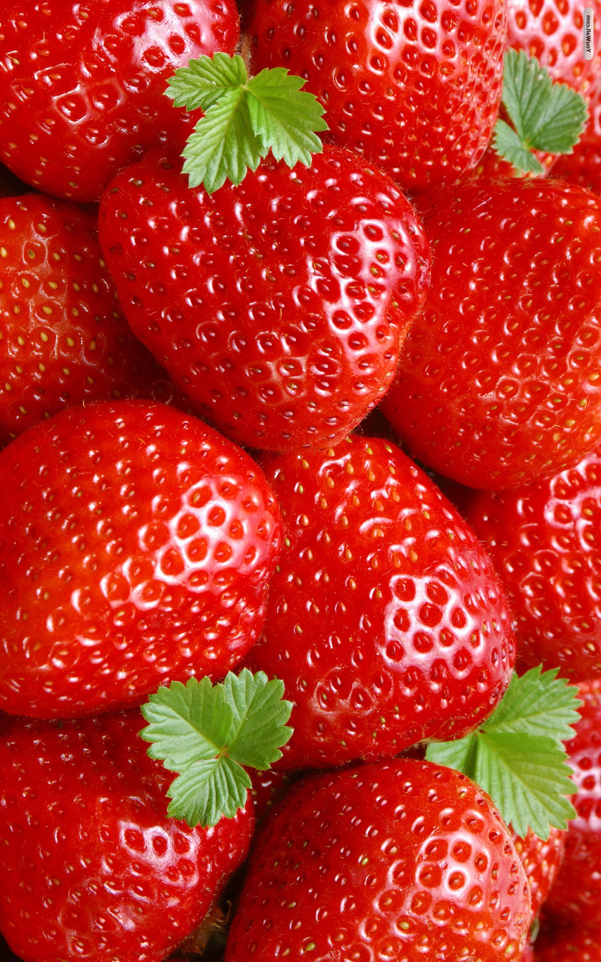Strawberry Wallpaper iPhone 6 resolution 1200x1920