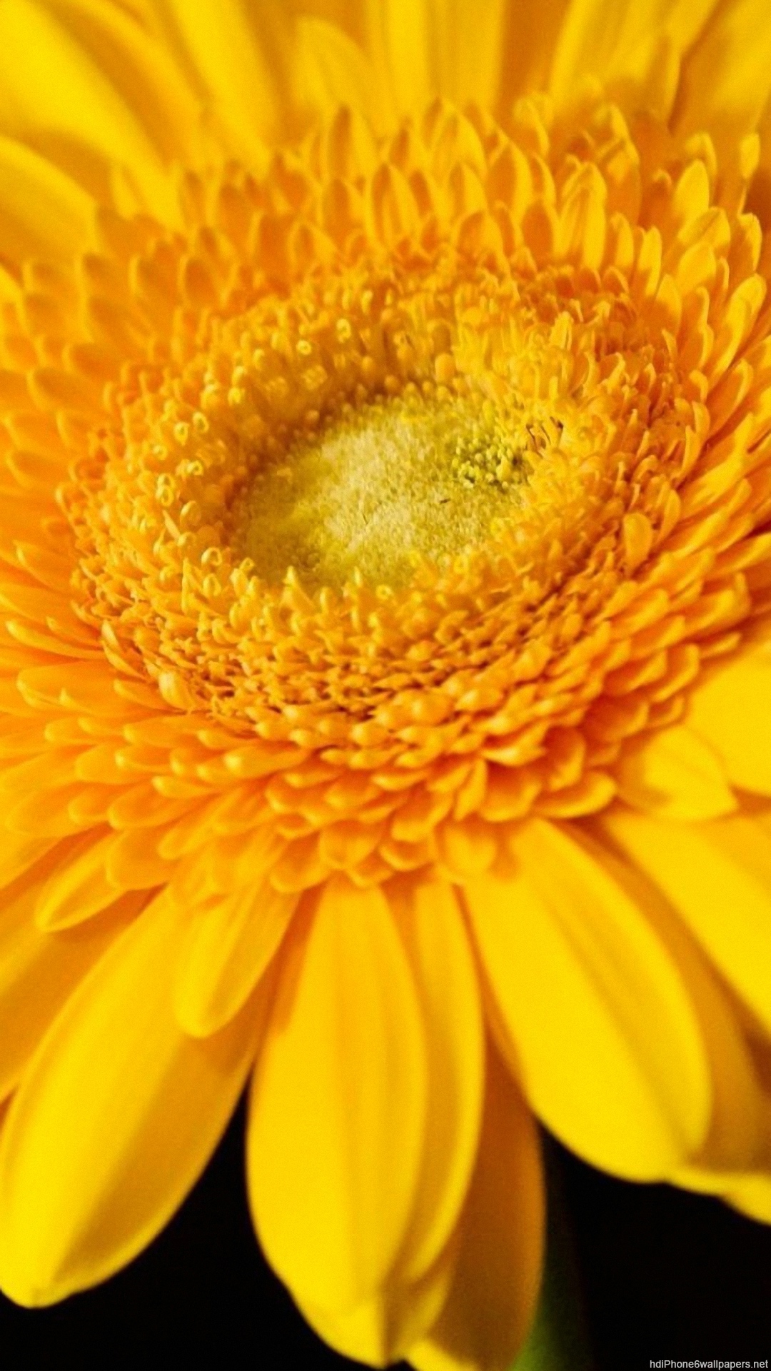 Sunflower Wallpaper iPhone resolution 1080x1920