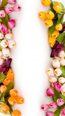 Tulip Flowers Wallpaper iPhone