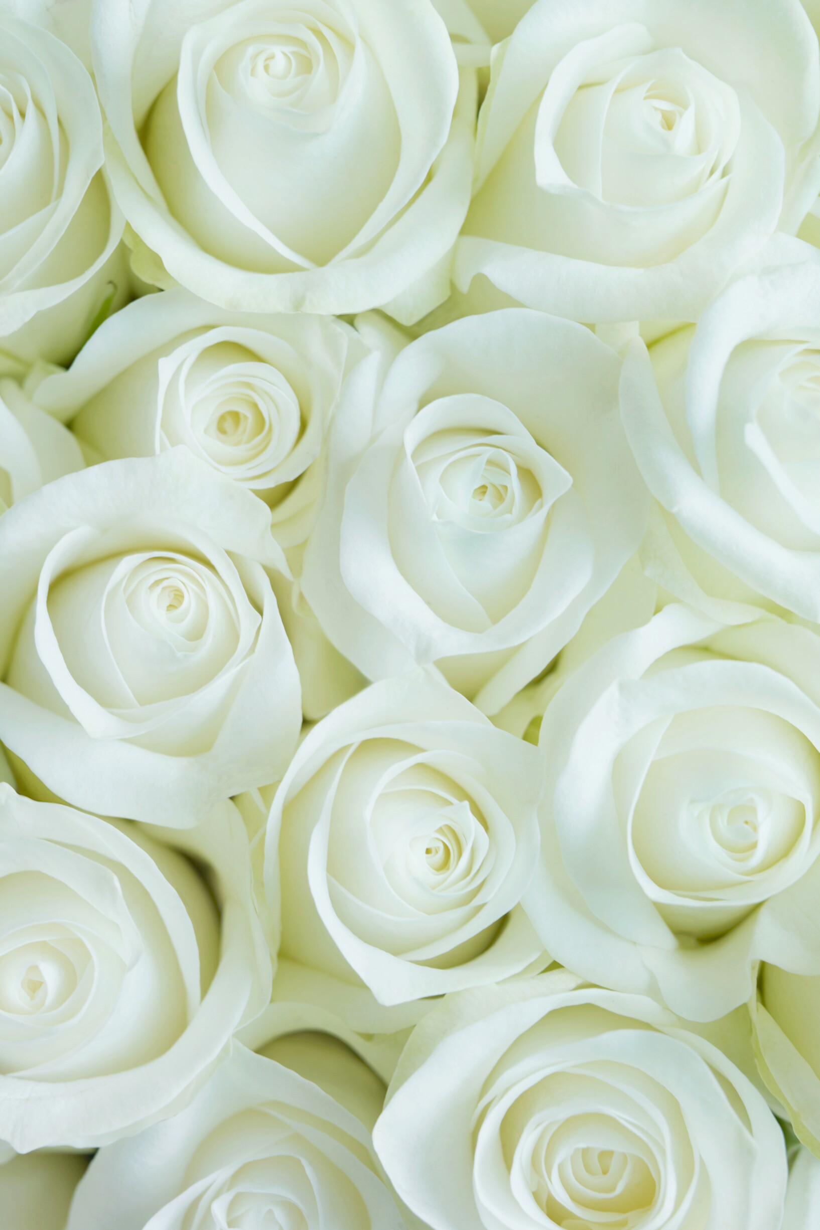 Wallpaper White Roses Flower For iPhone