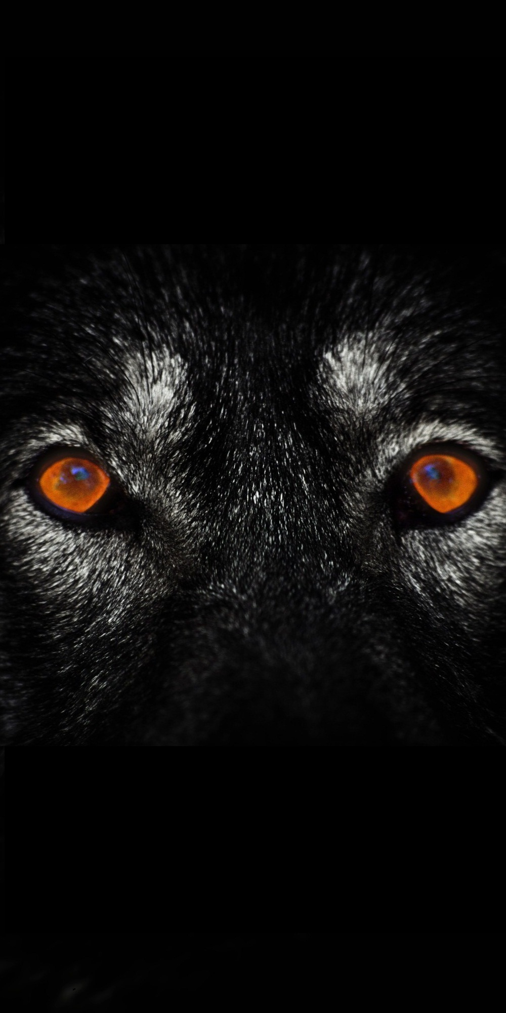 Wolf Eyes Dark iPhone Wallpaper