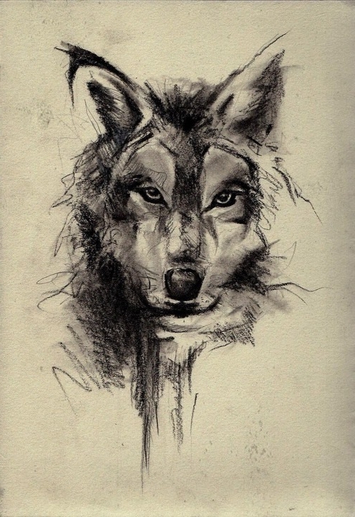 Wolf Face Sketch Art Wallpaper resolution 500x728