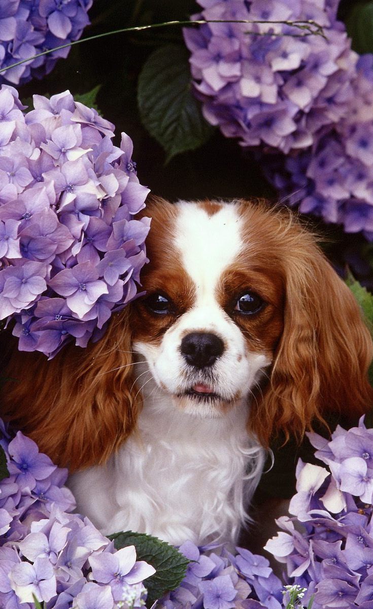 iPhone Wallpaper Dog Purple Flowers resolution 735x1200