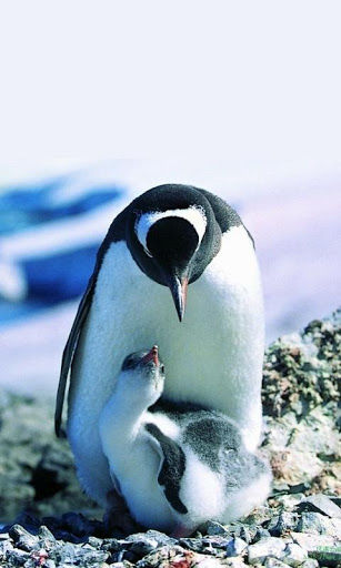 iPhone Wallpaper Penguin resolution 307x512