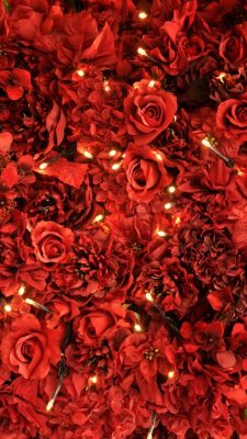 iPhone Wallpaper Red Roses Lights