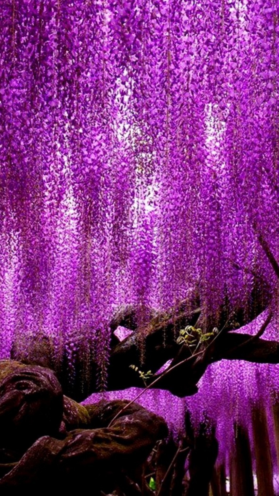 Beautiful Nature Tree Wallpaper iPhone resolution 1080x1920