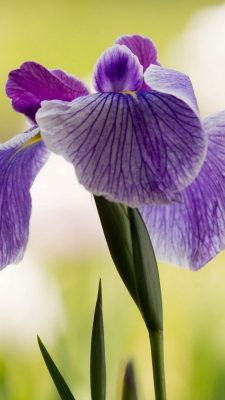 Purple Iris Flower iPhone Wallpaper