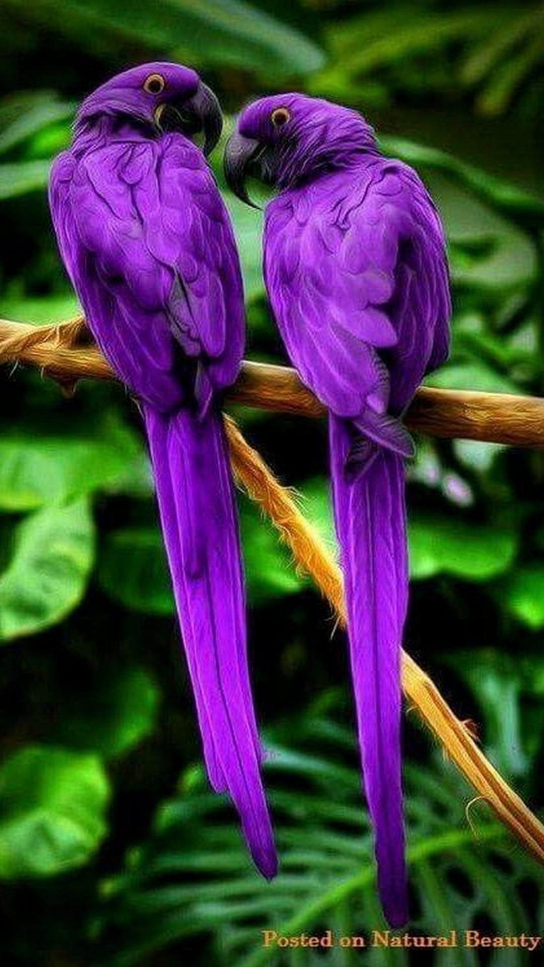 Purple Parrots Bird iPhone Wallpaper
