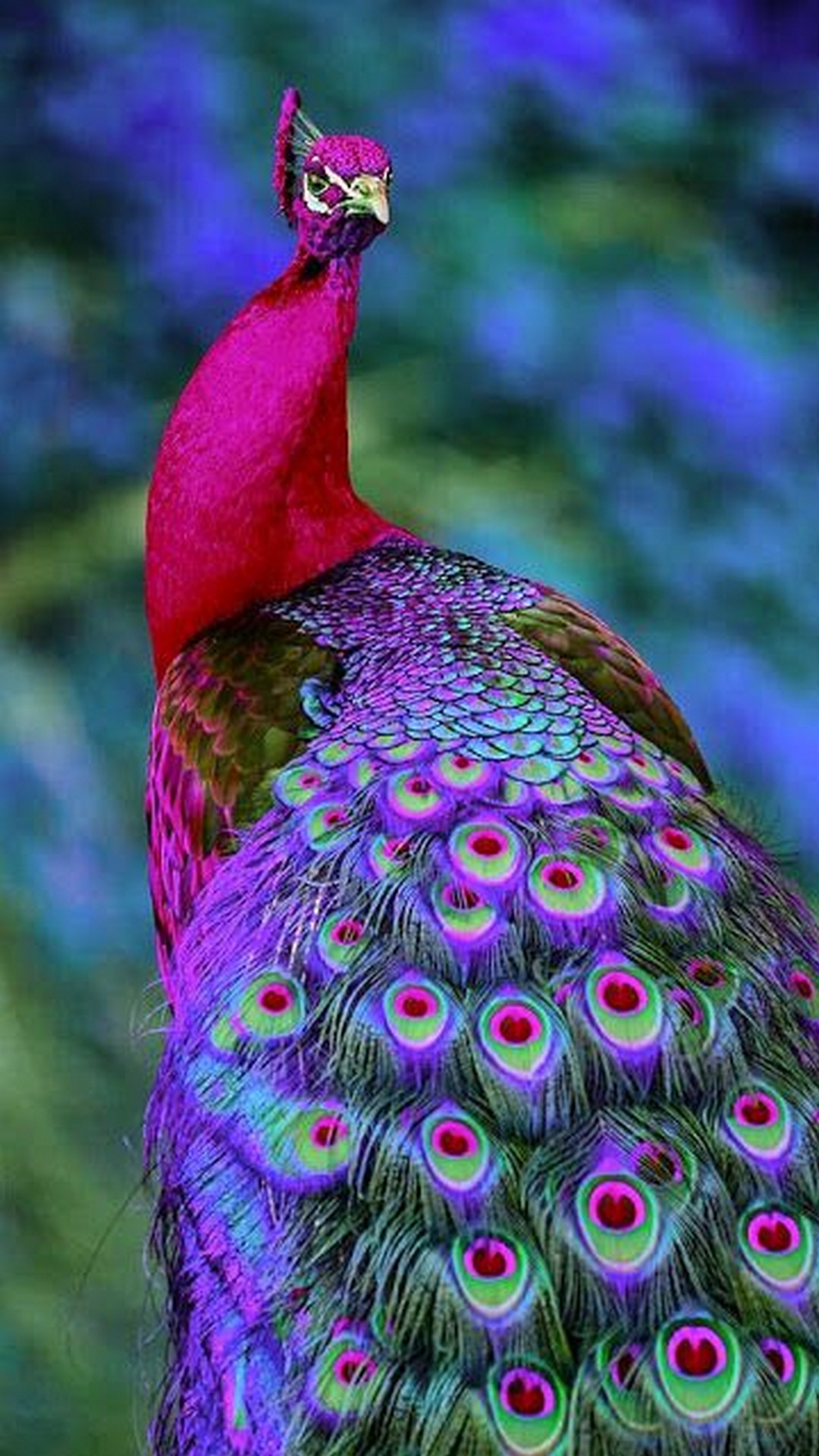 Colorful Peacock Wallpaper iPhone
