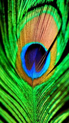 Peacock Feather Wallpaper iPhone
