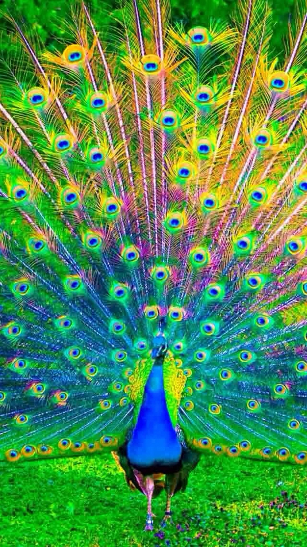 Peacock Wallpaper For iPhone