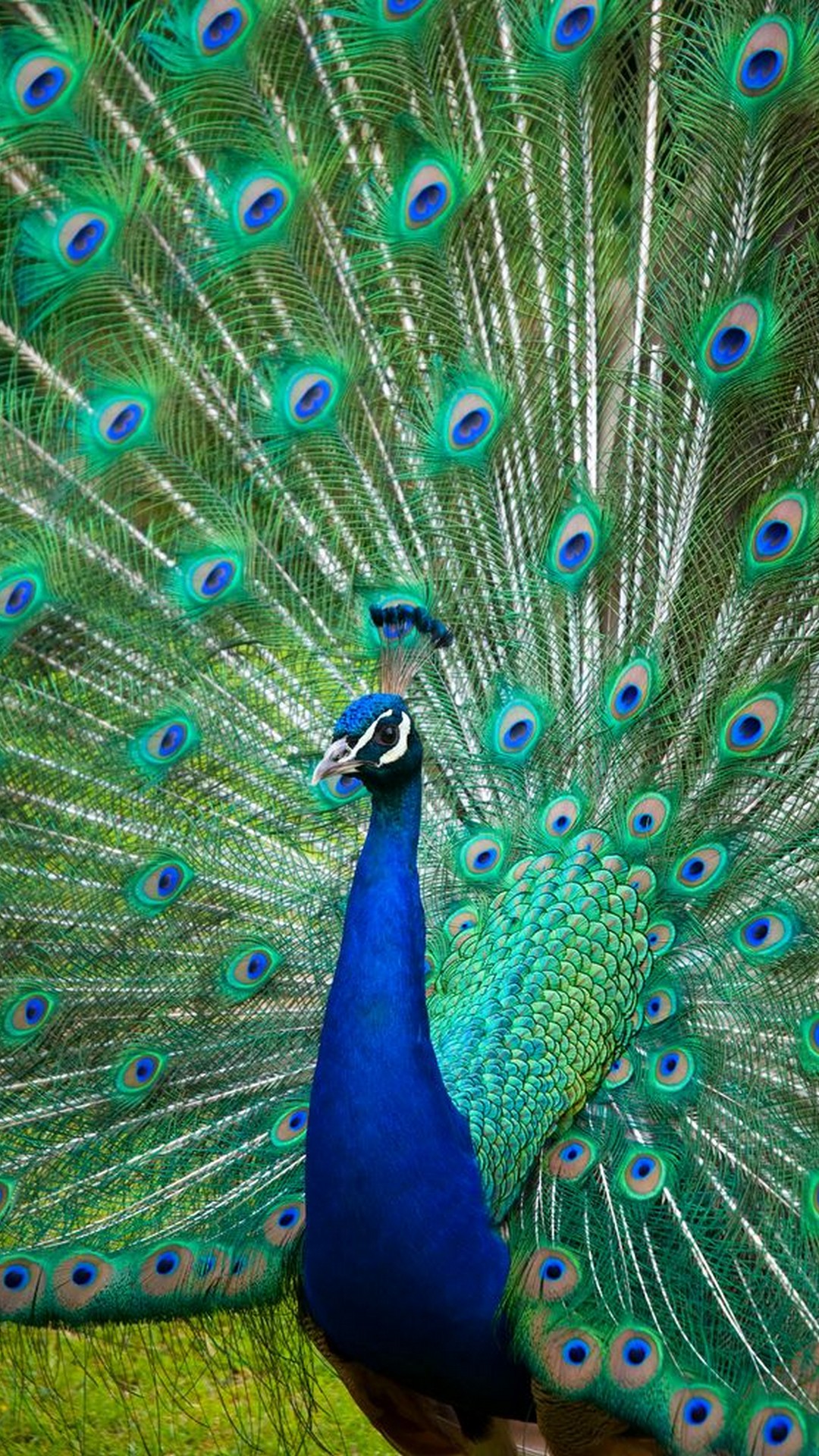 Peacock Wallpaper iPhone