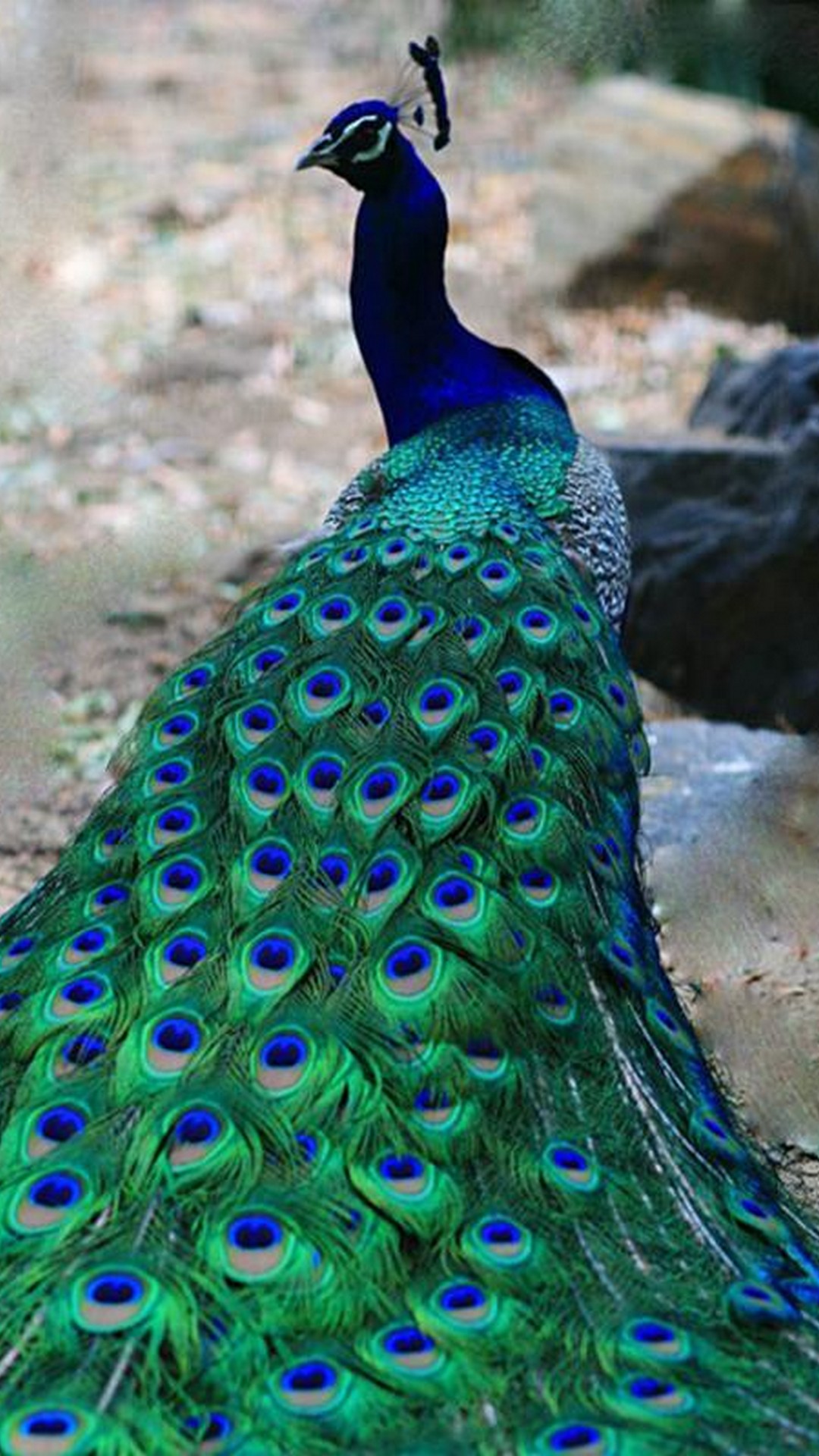 Peacock iPhone 6 Wallpaper resolution 1080x1920