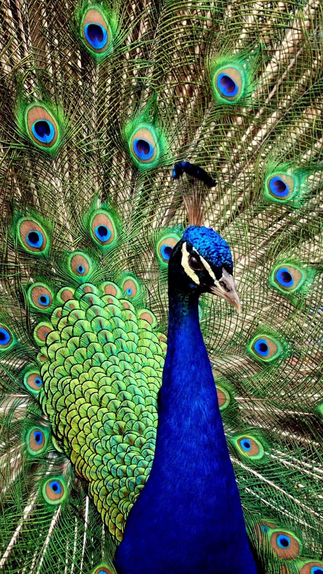 Peacock iPhone Wallpaper resolution 1080x1920