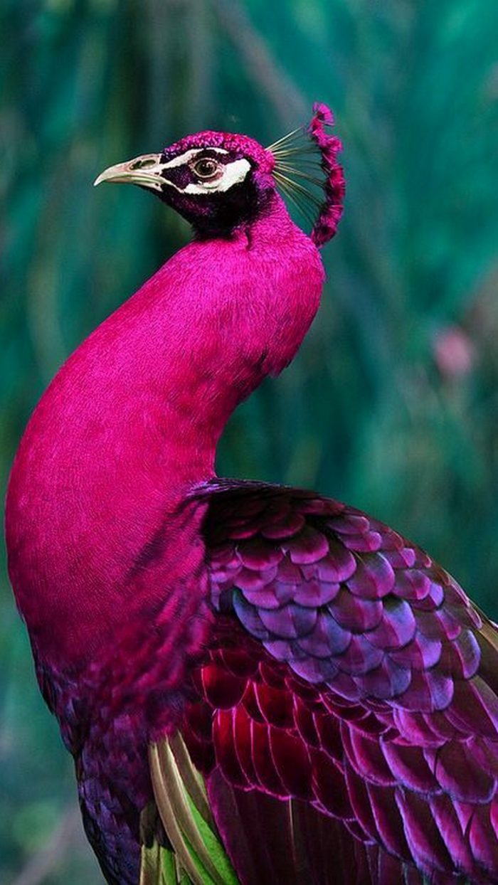 Purple Peacock Wallpaper iPhone | 2021 3D iPhone Wallpaper