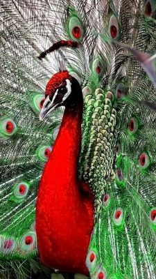 Red Peacock Wallpaper iPhone