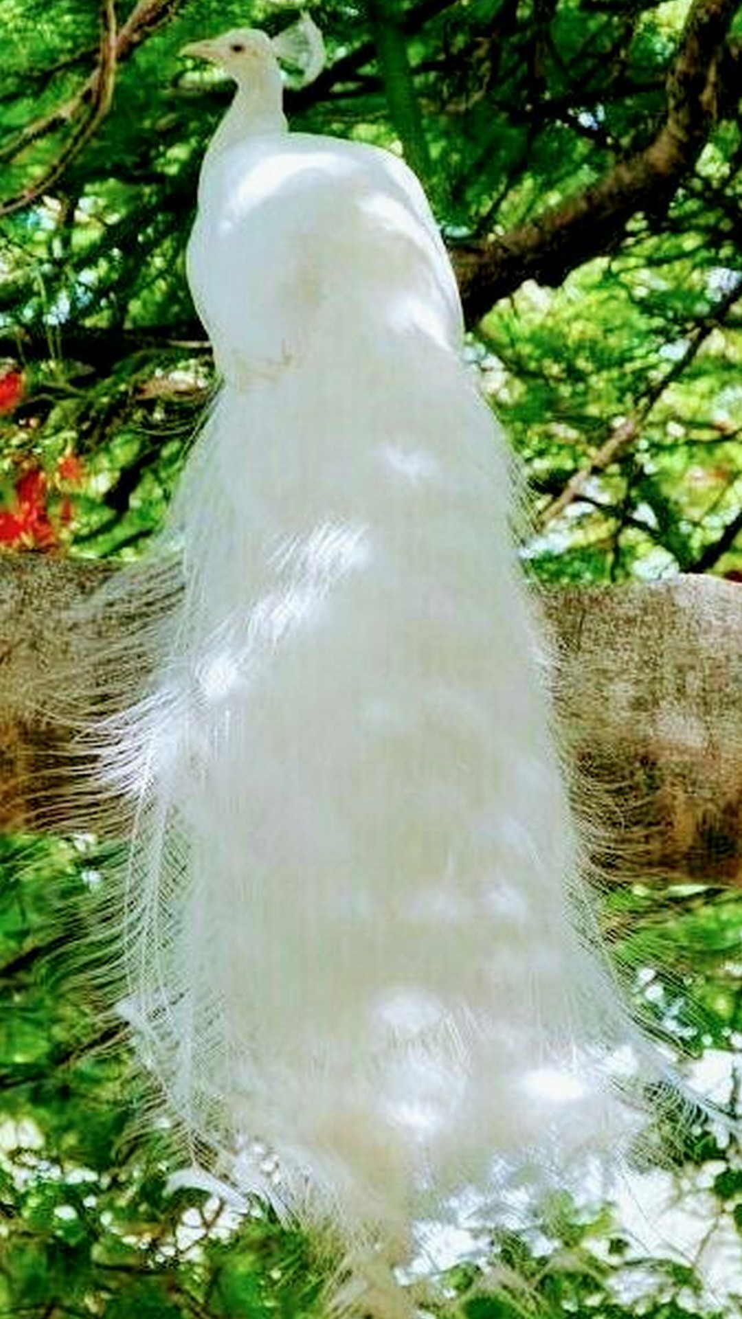 White Peacock iPhone Wallpaper resolution 1080x1920