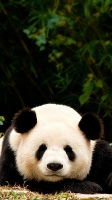 iPhone 7 Panda Wallpaper
