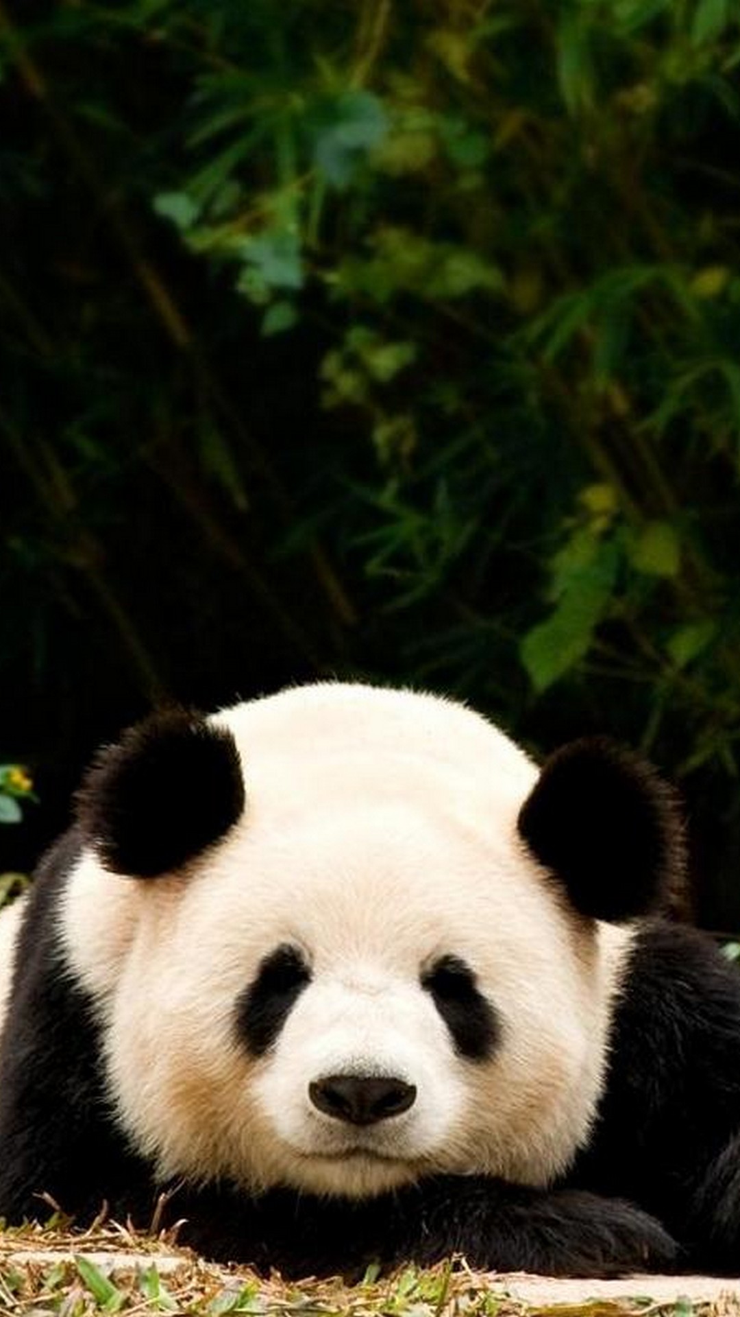 iPhone 7 Panda Wallpaper resolution 1080x1920