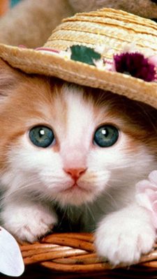 Cute Cat Hat Wallpaper For iPhone